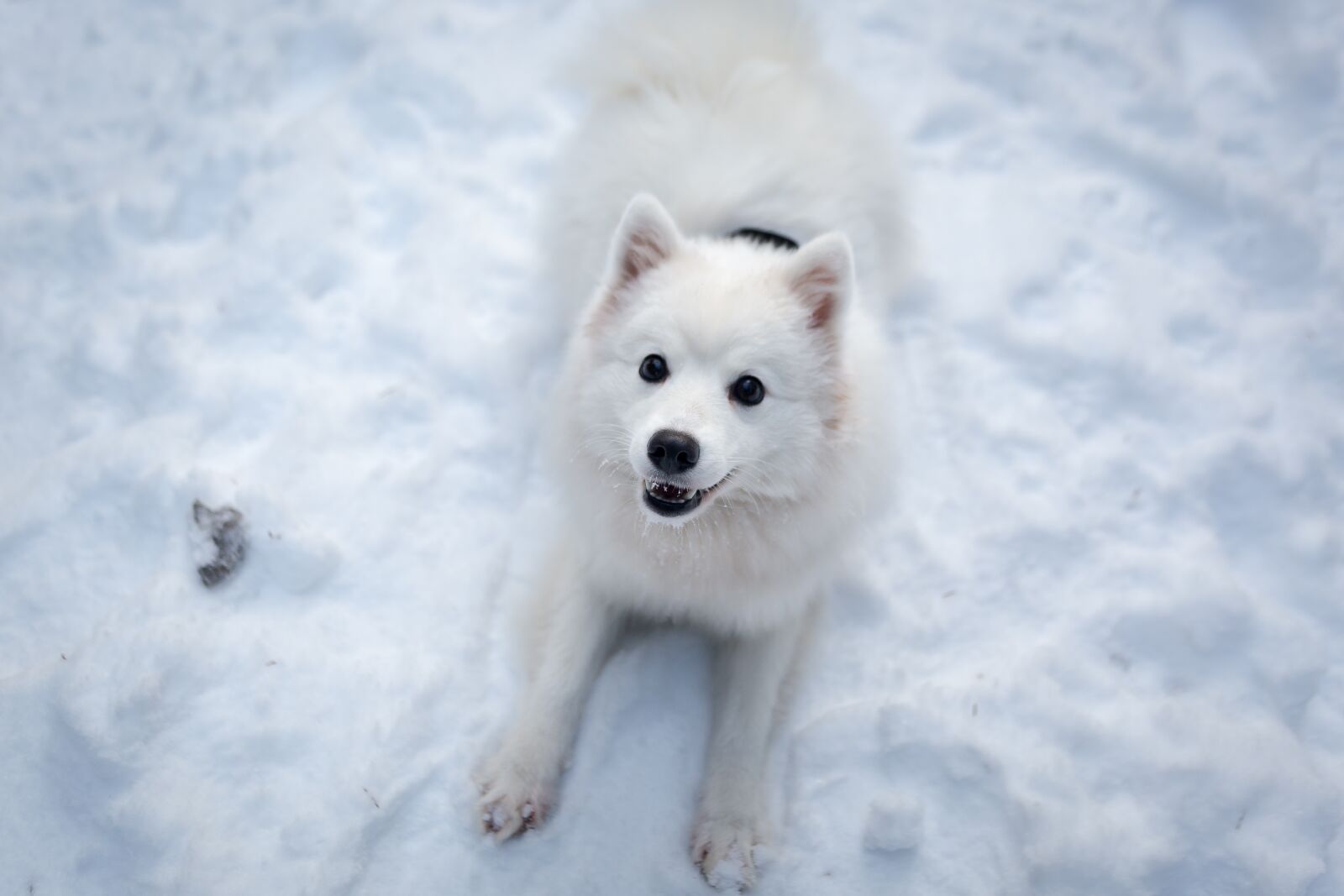 Canon EOS 6D + EF28-70mm f/2.8L USM sample photo. Winter, snow, frosty photography