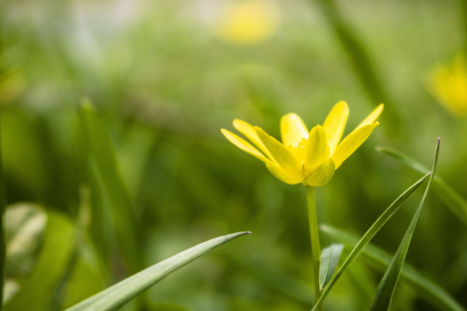 Canon EOS 70D sample photo. Flower, spring, yellow photography