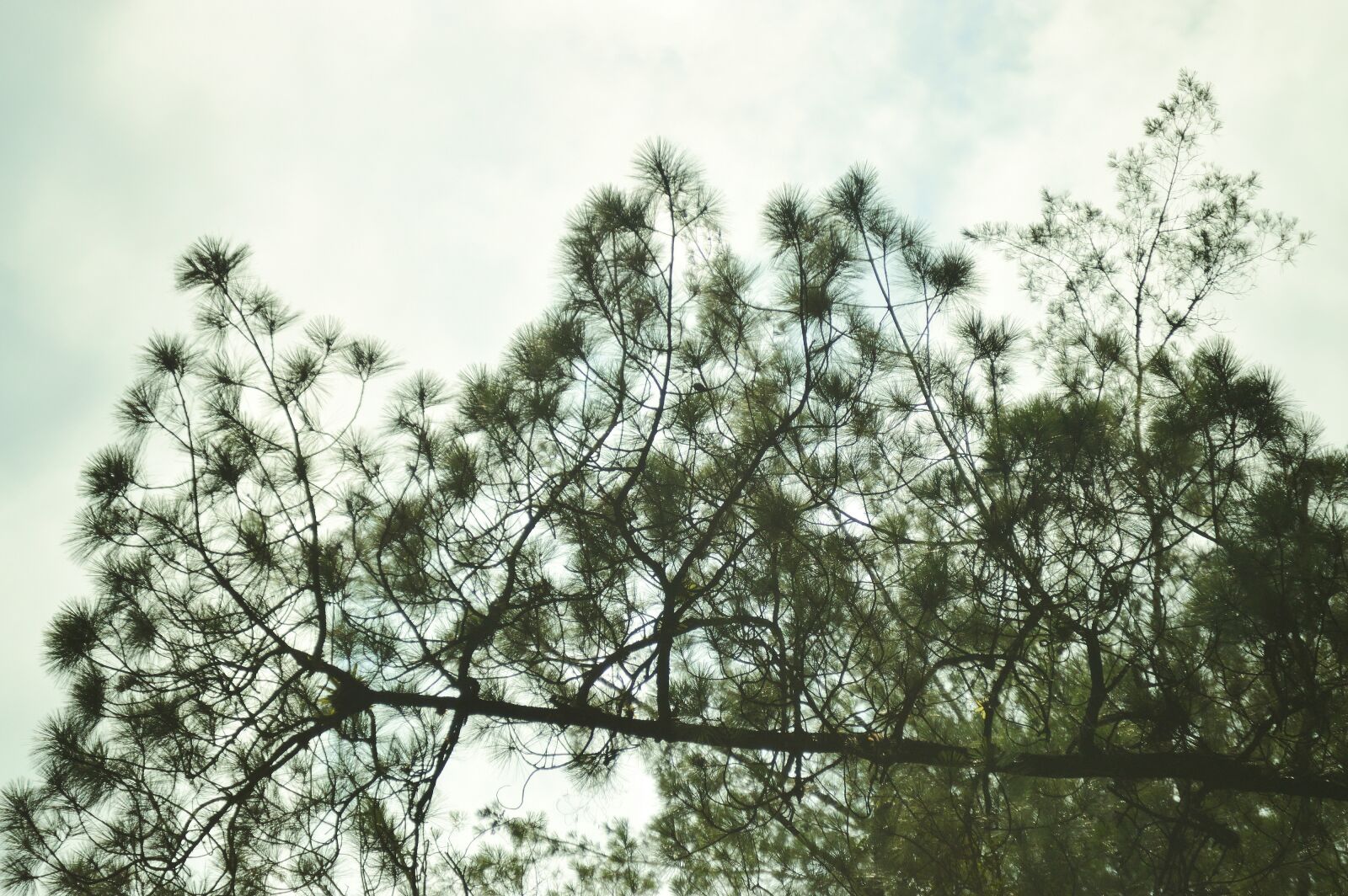 Nikon D3200 sample photo. Nature, forest, tree photography