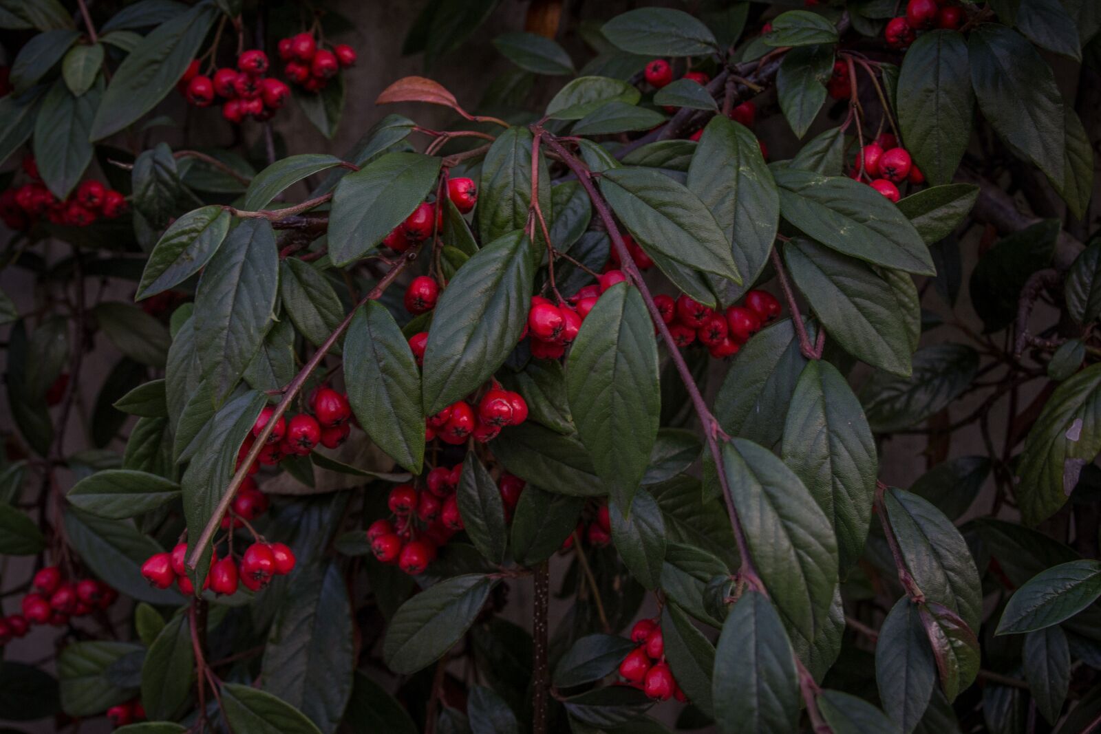 Canon EOS 600D (Rebel EOS T3i / EOS Kiss X5) sample photo. Plant, leaves, nature photography