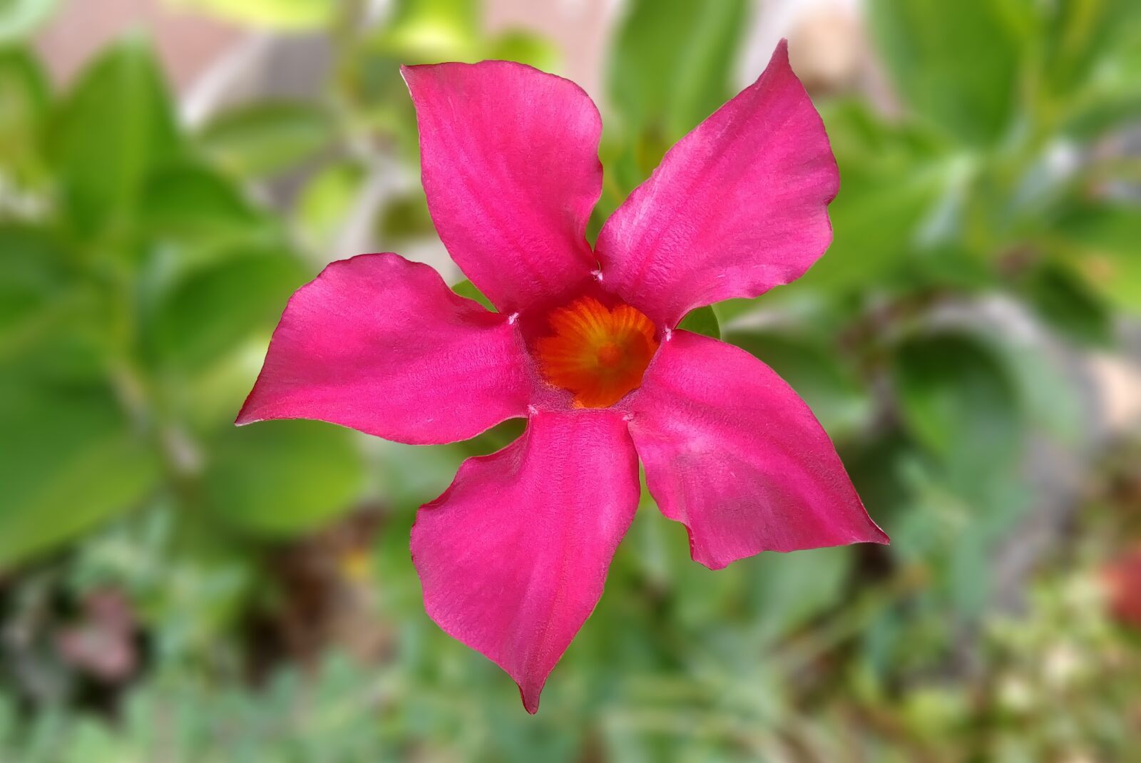 LG G6 sample photo. The villa, mandela, mandevilla photography