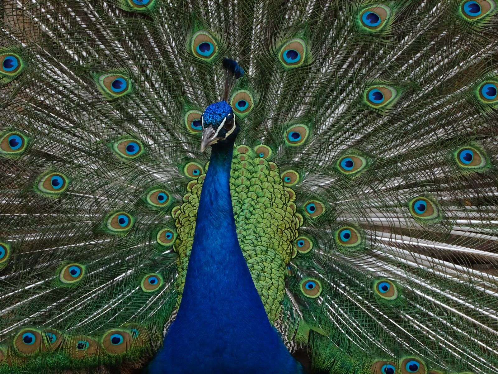 Sony Cyber-shot DSC-HX400V sample photo. Peacock, feather, bird photography