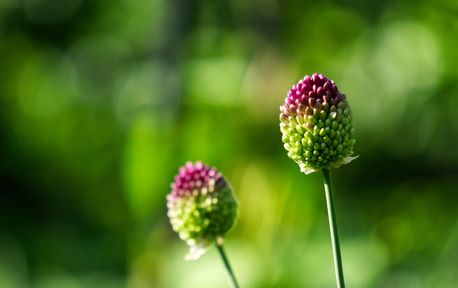 Sony a6000 sample photo. Flower, blossom, bloom photography