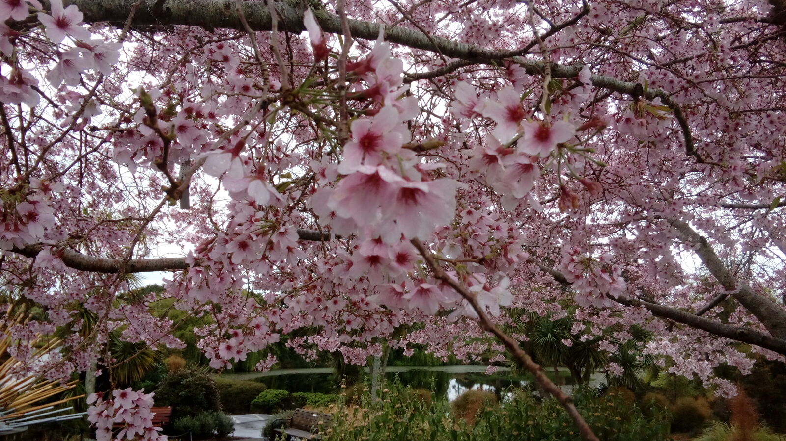 HUAWEI Y6 Elite sample photo. Cherry, blossom, cherry, blossoms photography