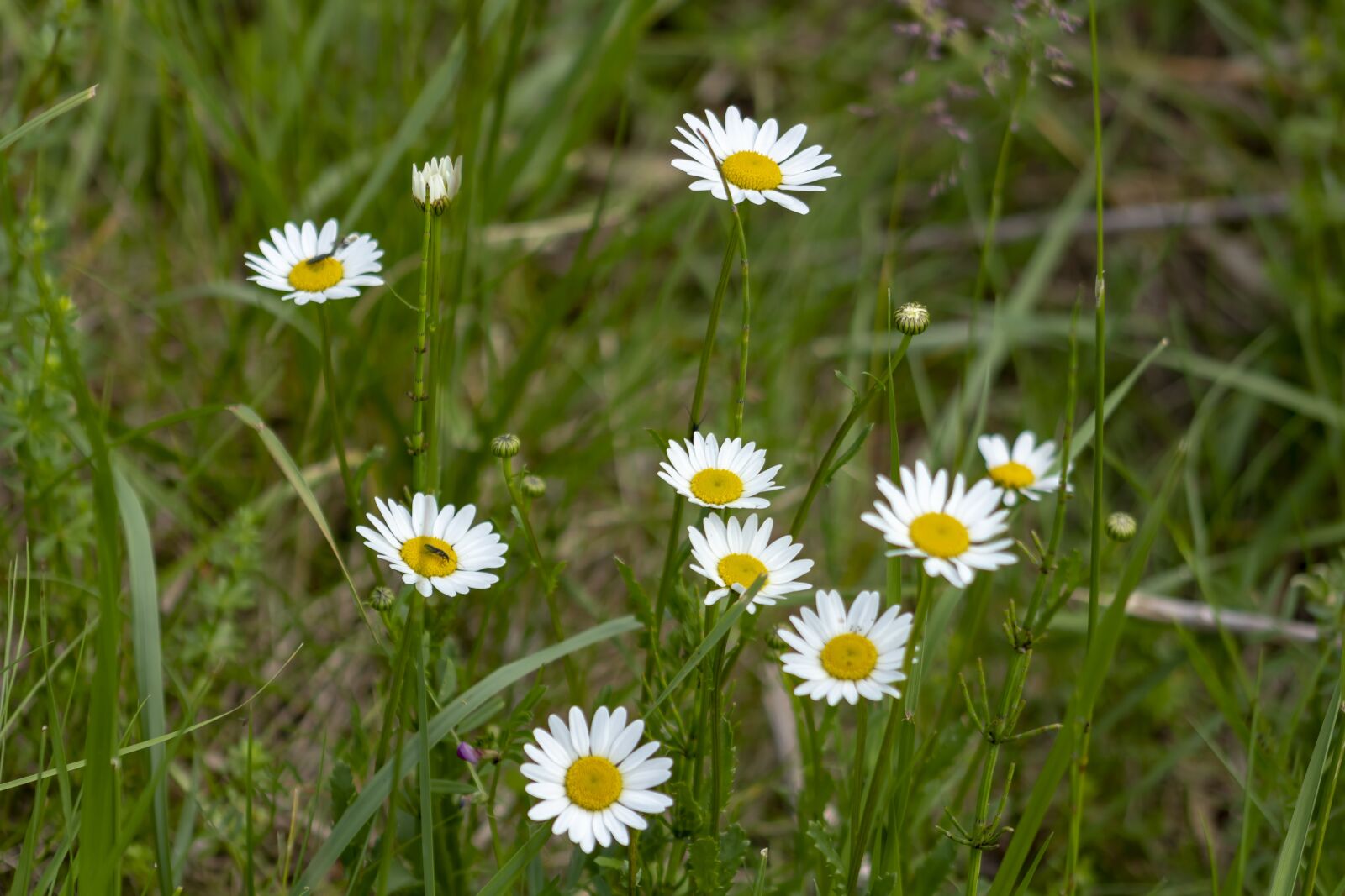 Canon EF75-300mm f/4-5.6 sample photo. Wildflower, daisy, meadow flower photography