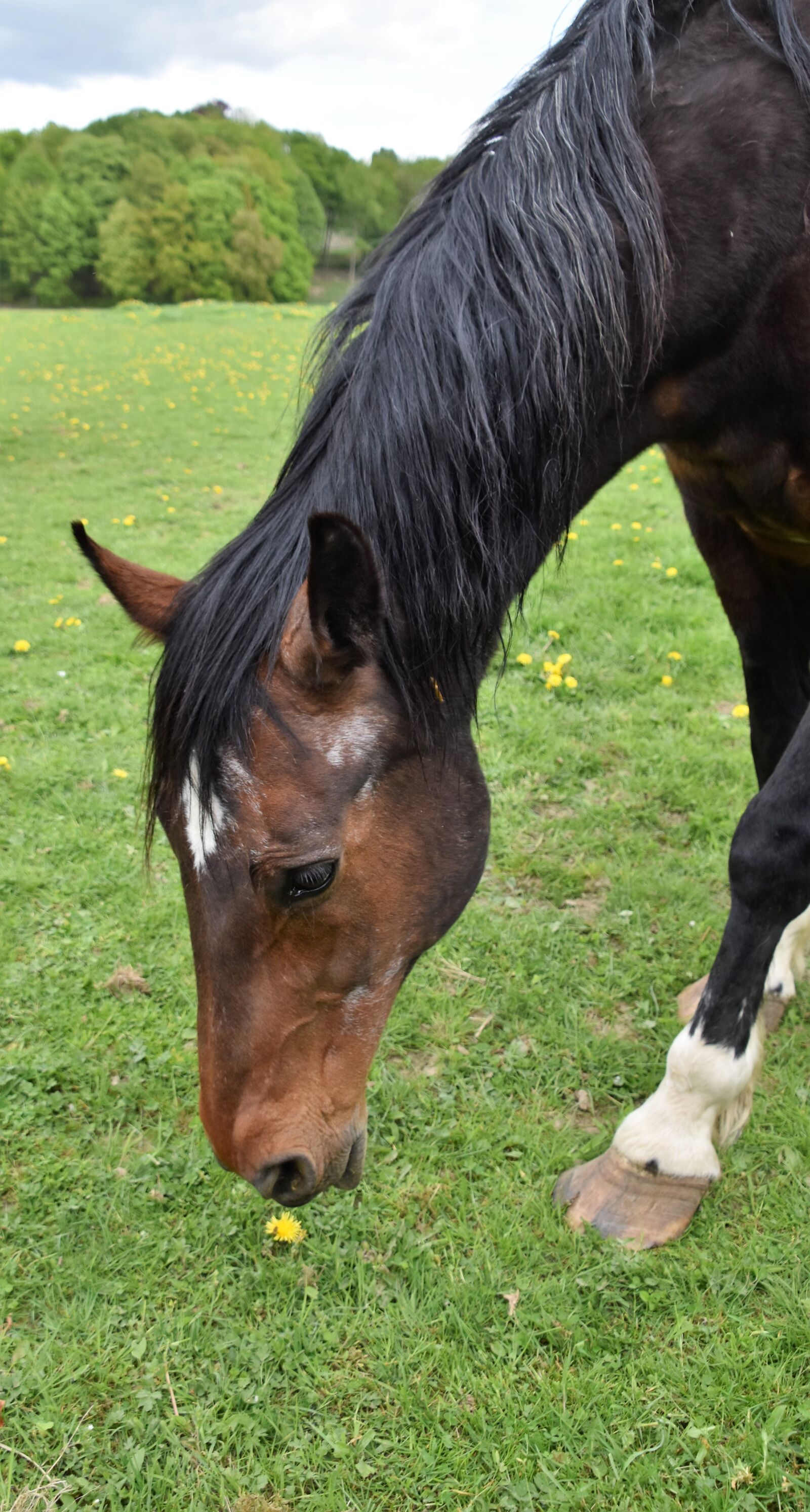 Nikon D5600 sample photo. Animal, mammal, mare photography