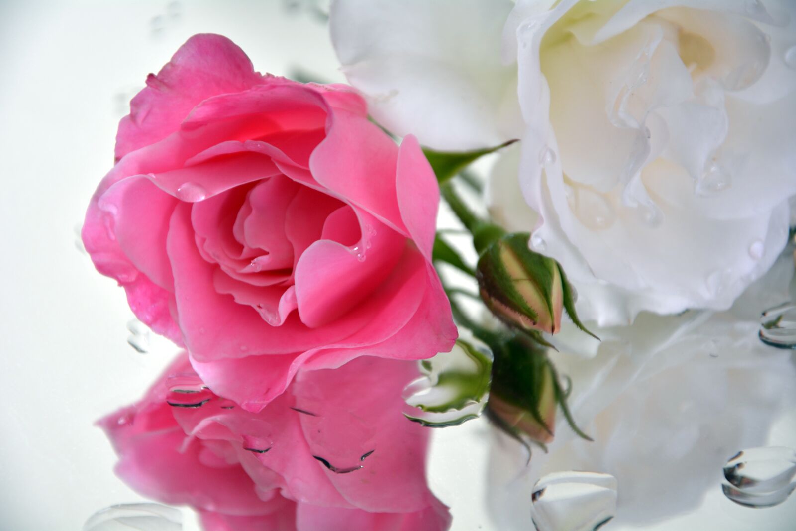 Nikon D5200 sample photo. Icebergs, roses, pedals photography