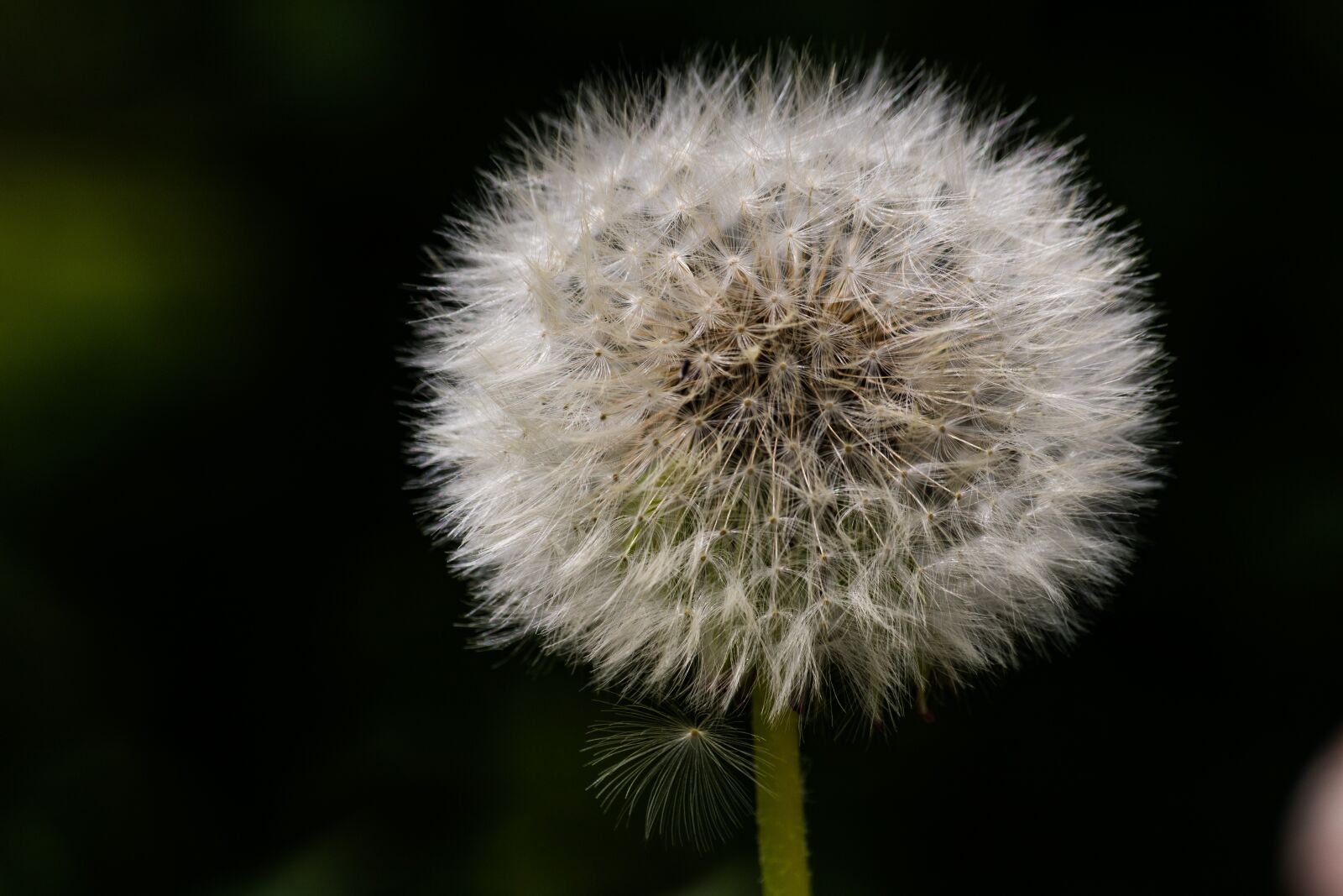 Canon EOS 750D (EOS Rebel T6i / EOS Kiss X8i) sample photo. Dandelion, seeds, natural photography