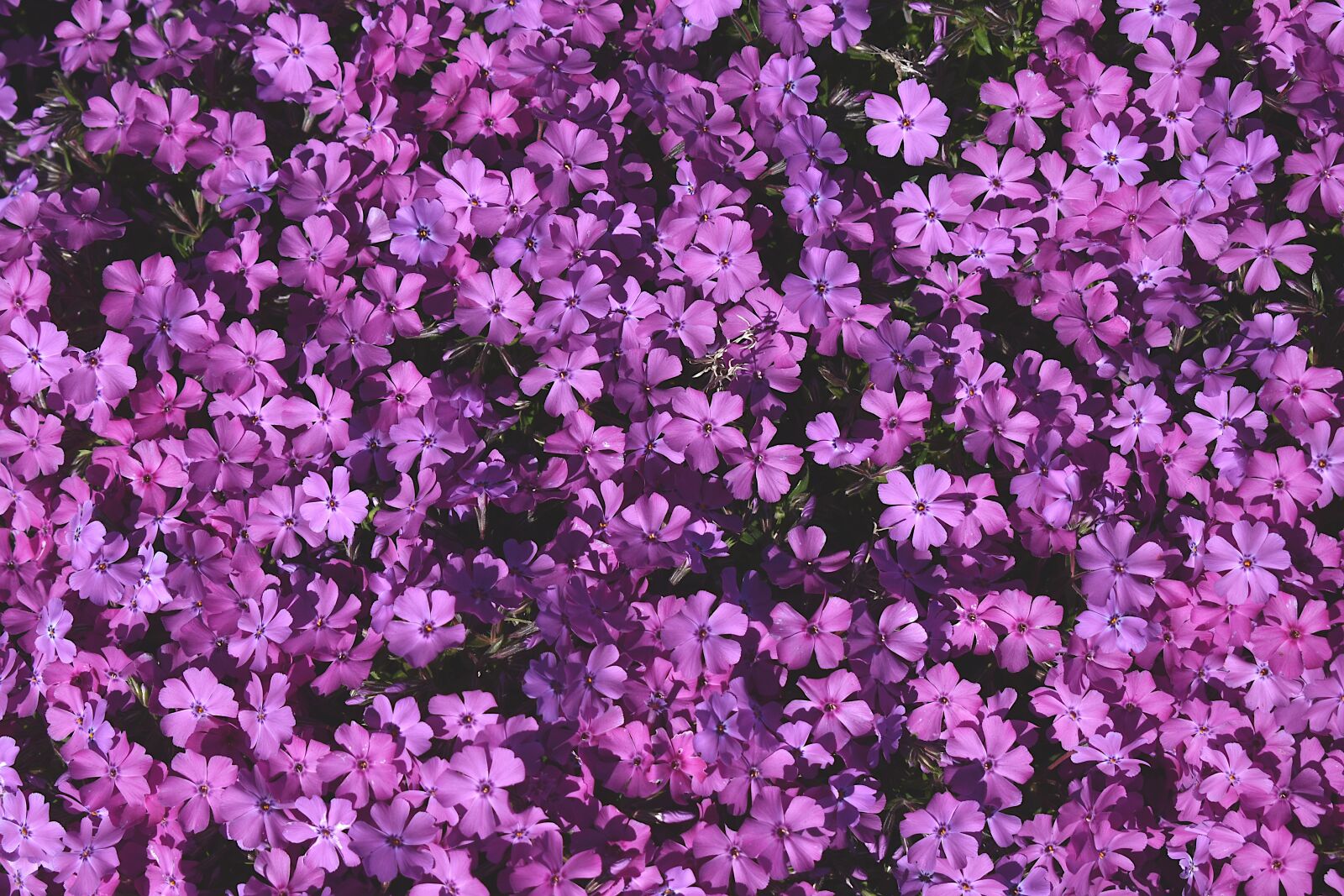 Nikon D5600 sample photo. Background, plants, pink photography