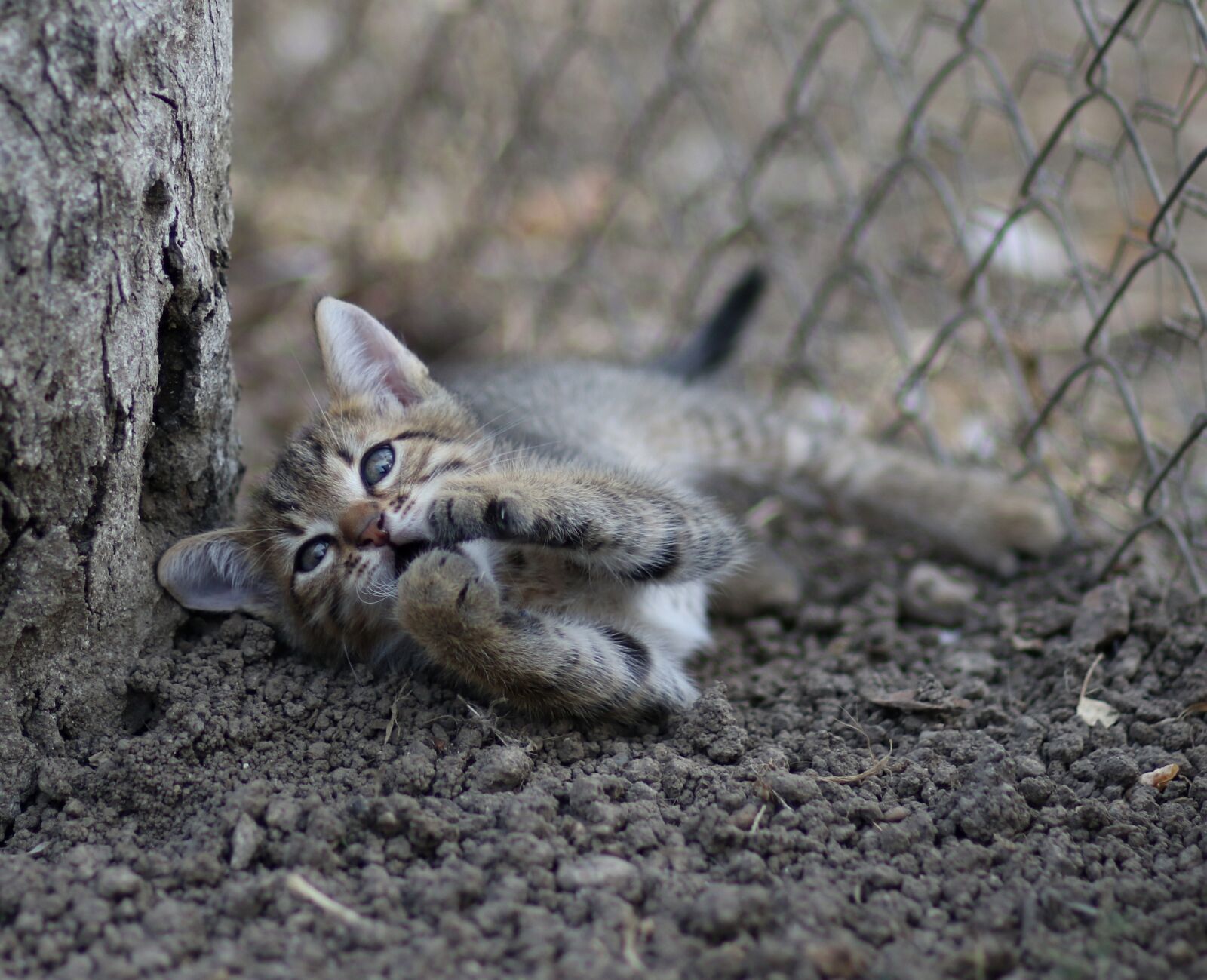 Canon EF 85mm F1.8 USM sample photo. Cat, play, small photography