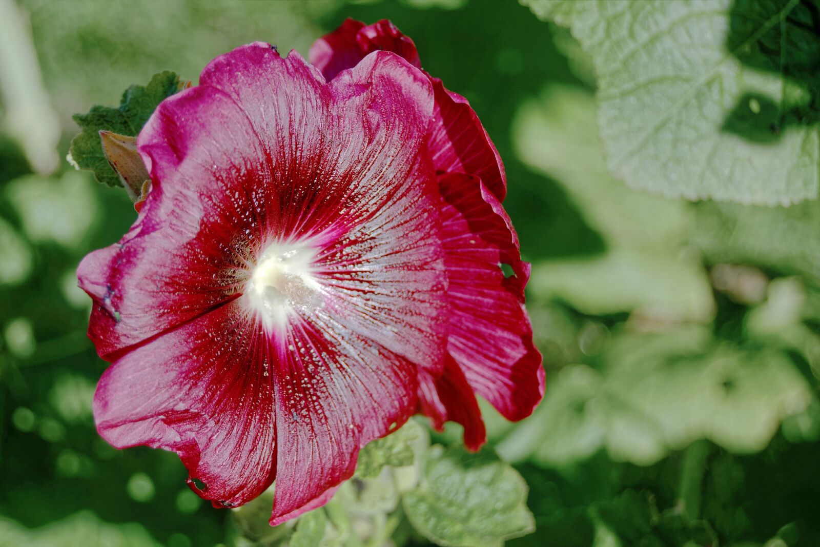 Nikon D5100 sample photo. Flower, red, purple photography