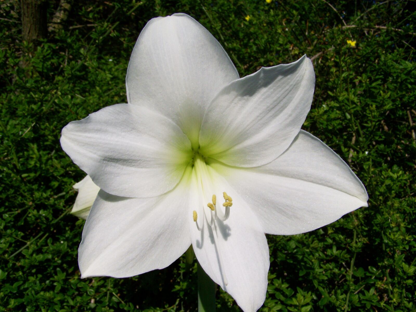 Kodak EASYSHARE ZD710 ZOOM DIGITAL CAMERA sample photo. Amaryllis, white flower, potted photography