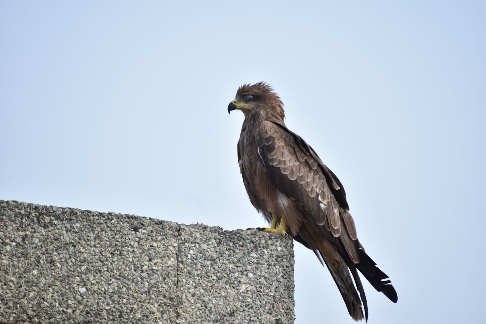Nikon D5600 sample photo. Indian spotted eagle, predator photography