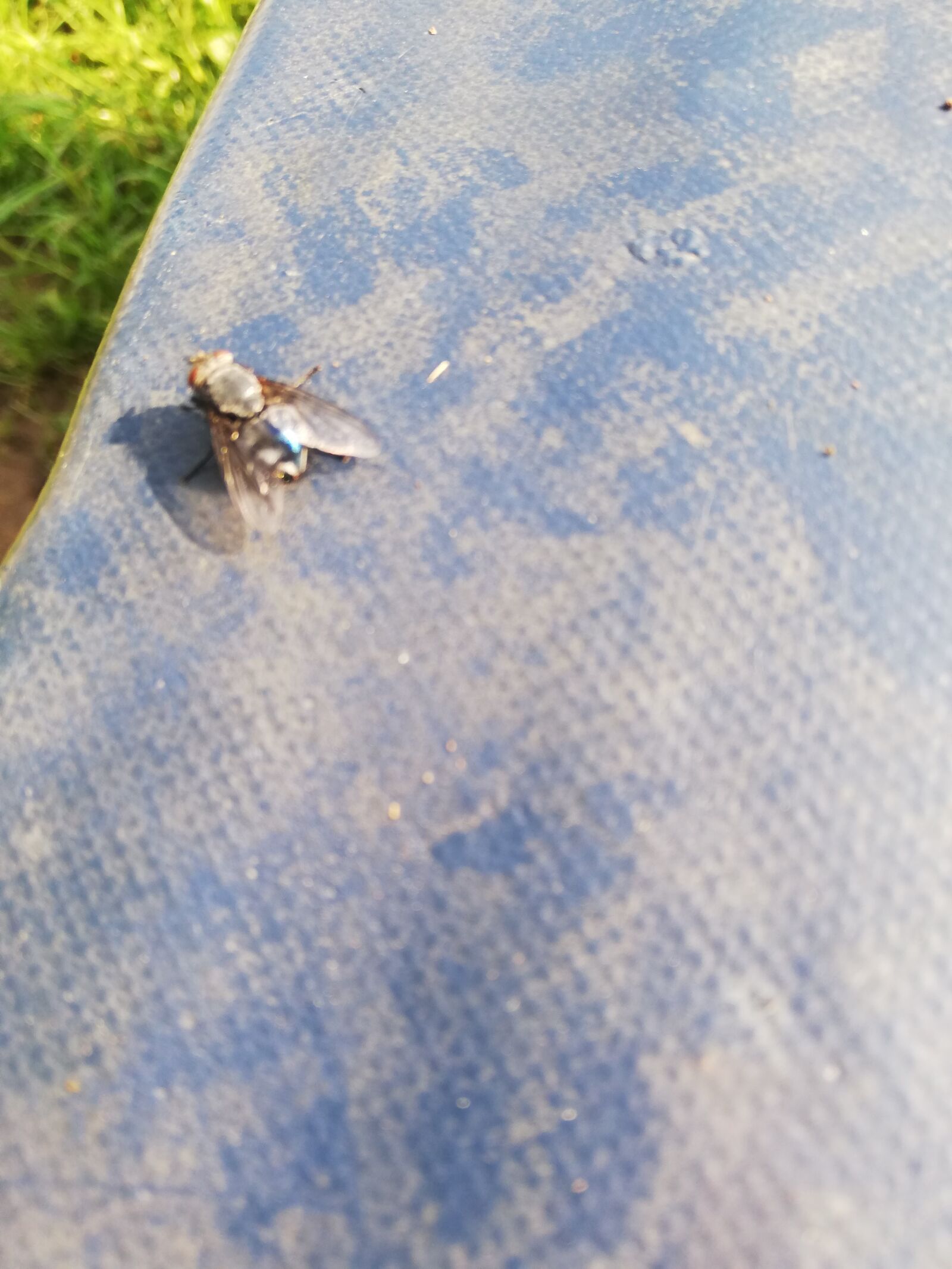HUAWEI P20 lite sample photo. Fly, day, sitting photography