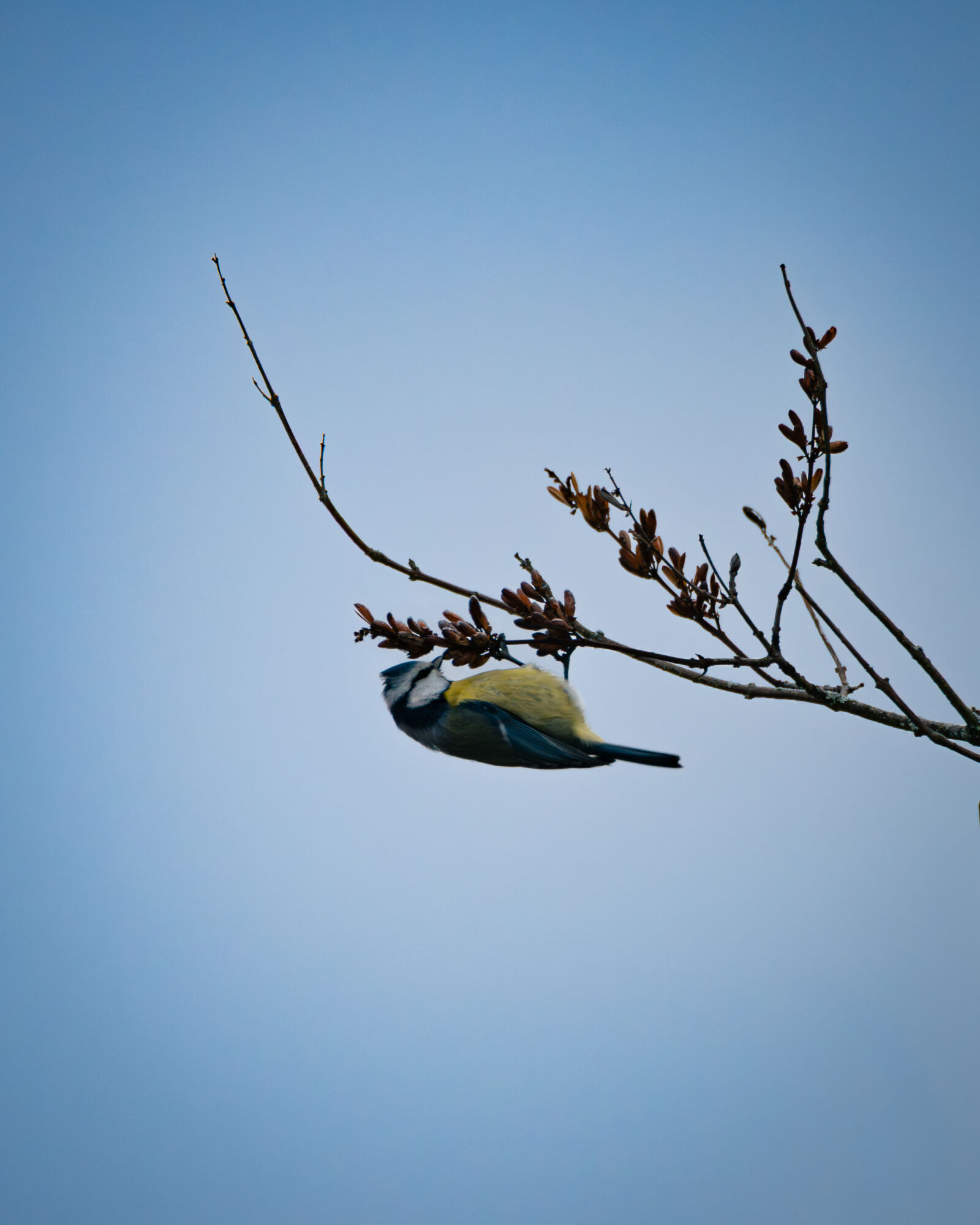 Nikon Z6 III sample photo