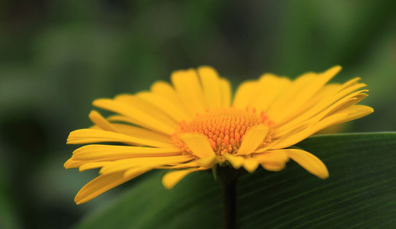 Canon EOS 550D (EOS Rebel T2i / EOS Kiss X4) sample photo. Nature, plant, flower photography