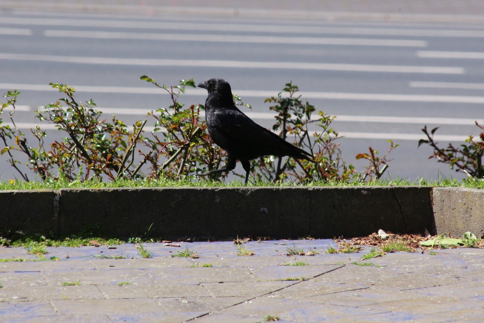 Canon EOS 700D (EOS Rebel T5i / EOS Kiss X7i) sample photo. Raven, bird, crow photography