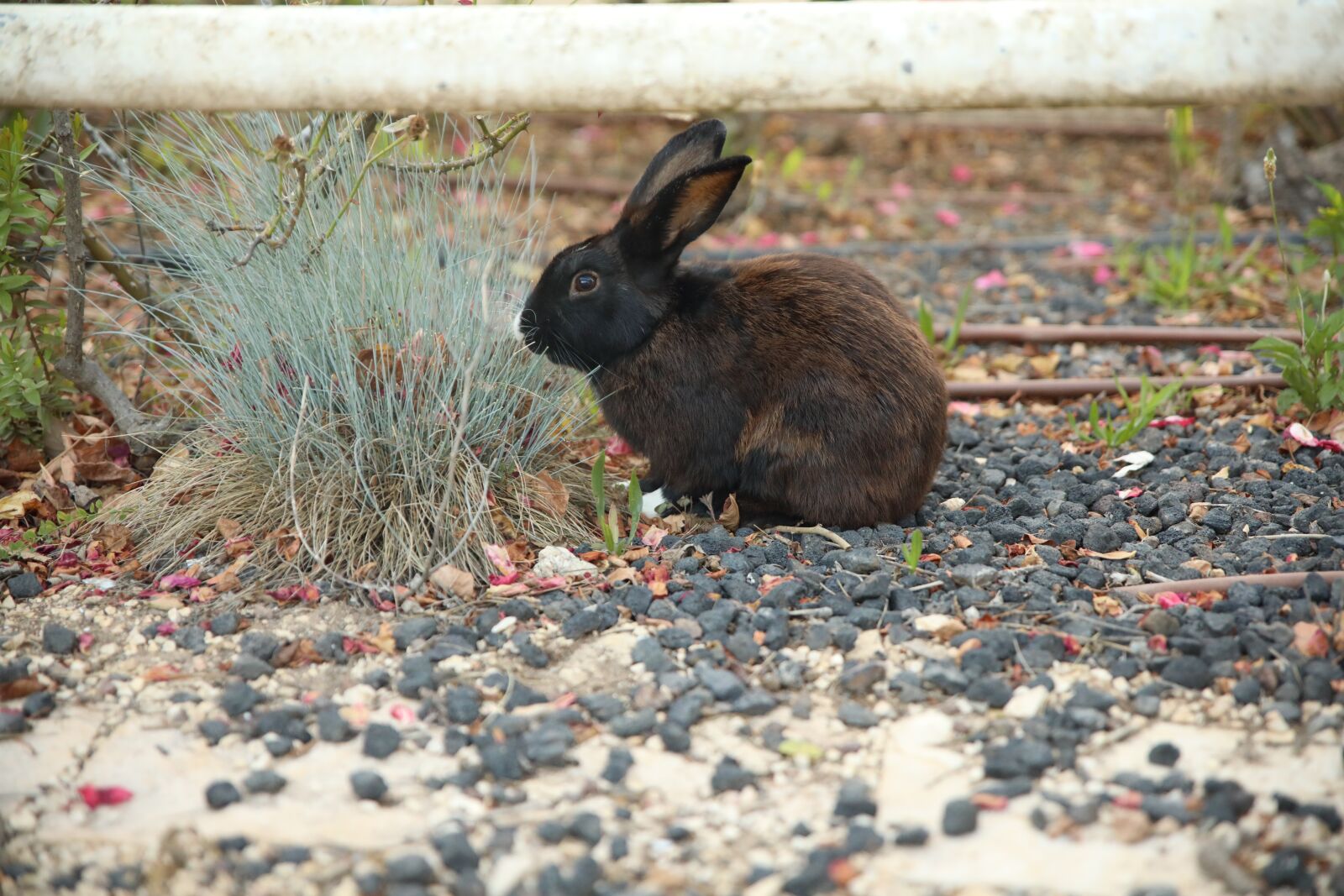 Canon EOS 5D Mark IV sample photo. Rabbit, an animal, cute photography