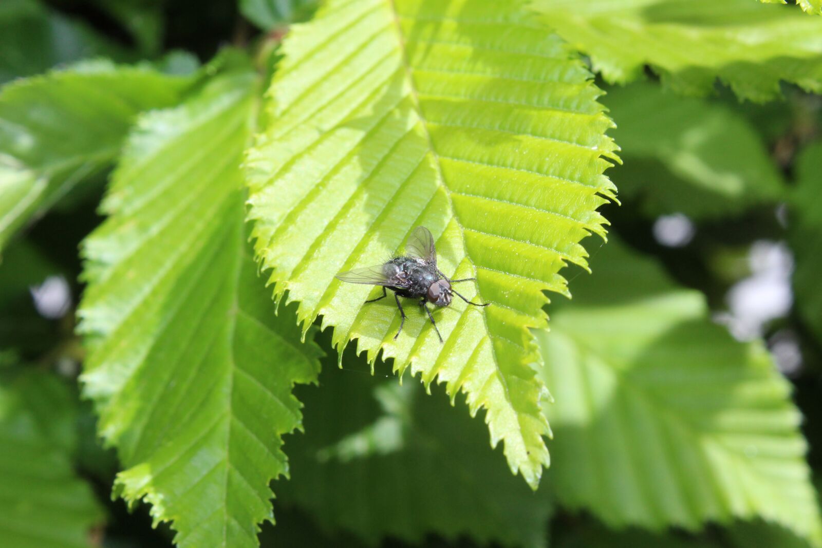 Canon EOS 1300D (EOS Rebel T6 / EOS Kiss X80) sample photo. Nature, macro, insect photography