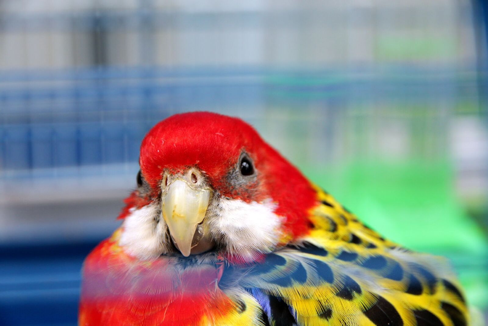 Canon EOS 650D (EOS Rebel T4i / EOS Kiss X6i) sample photo. Rosella, platycercus eximius, parrot photography