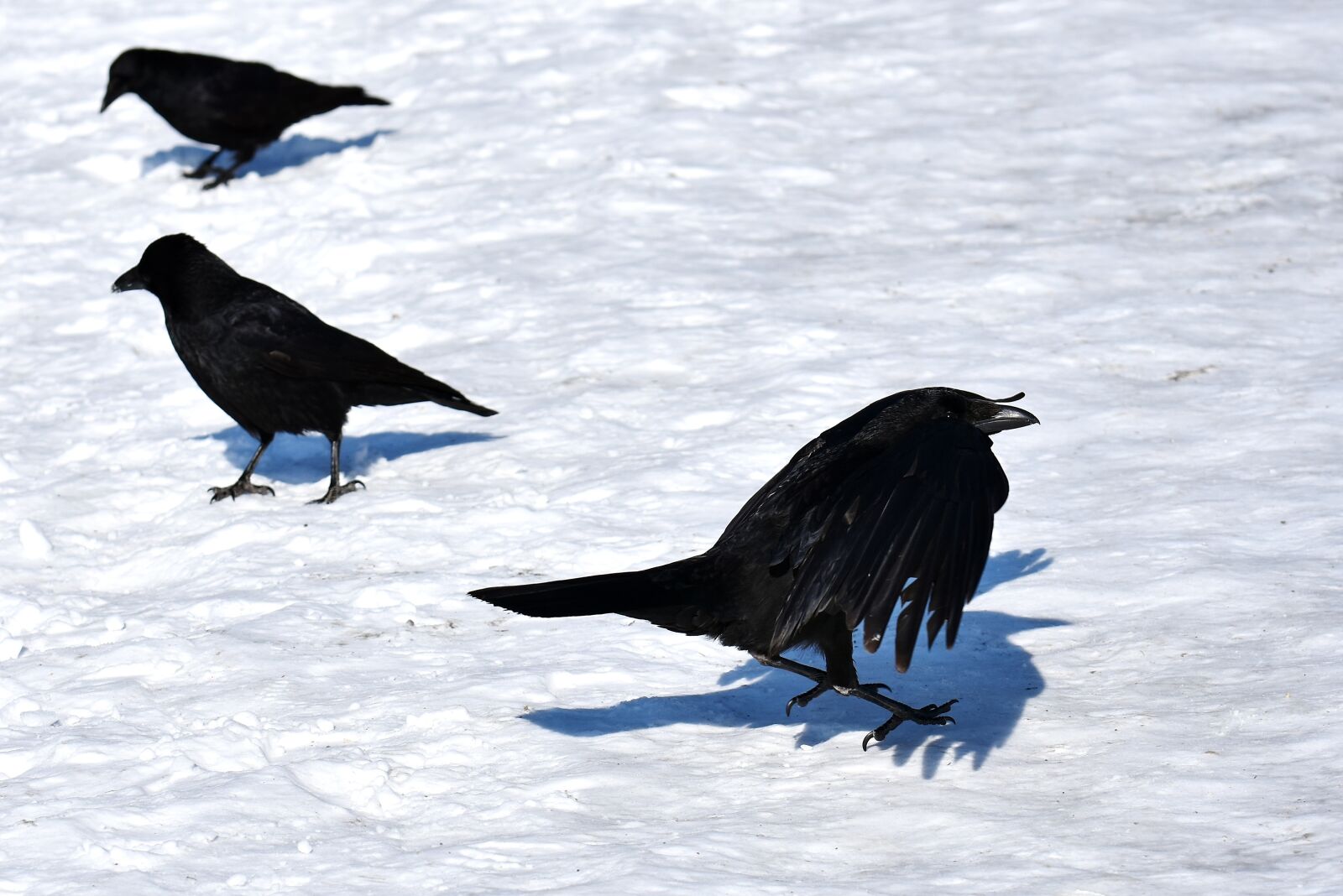 Nikon D7200 sample photo. Common raven, raven, snow photography