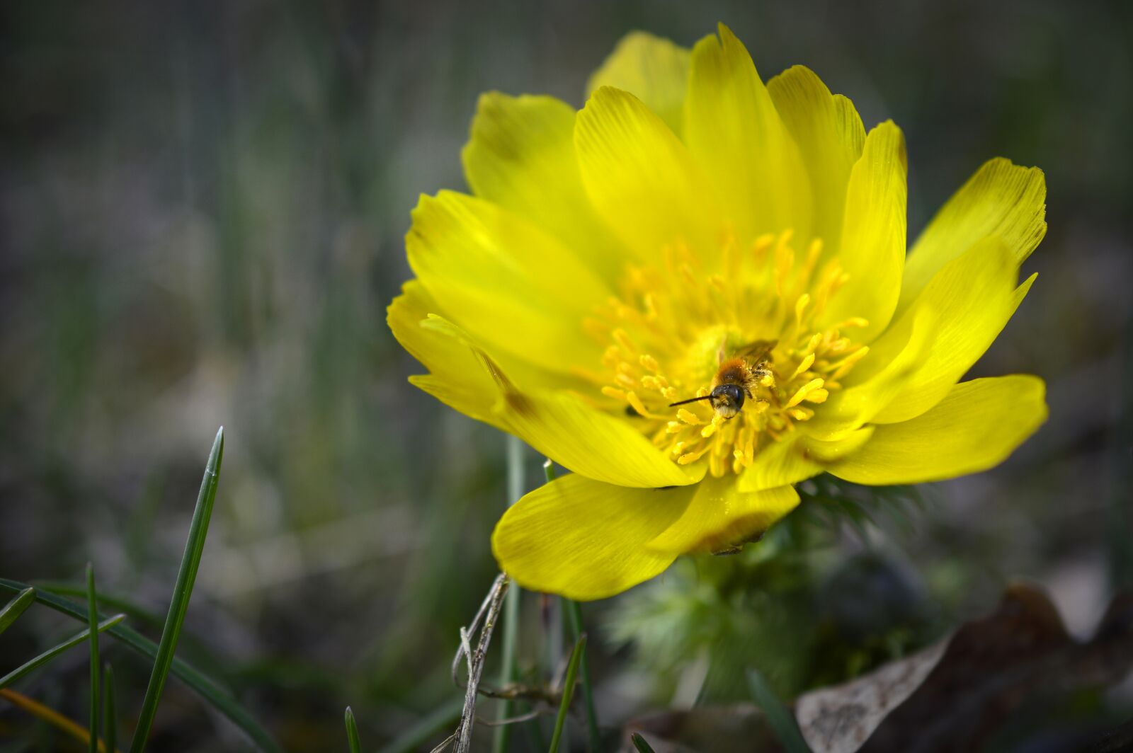 Nikon D3200 sample photo. Pheasant's eye, adonis, vernal photography