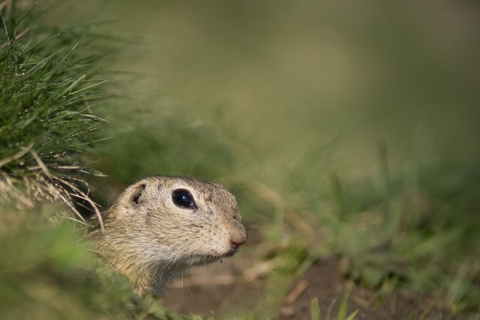 Sony ILCA-77M2 + Minolta AF 200mm F2.8 HS-APO G sample photo. Gopher, mammal, animal photography