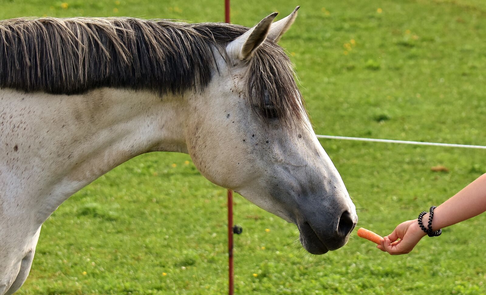 Nikon D7200 sample photo. Mold, horse, love for photography