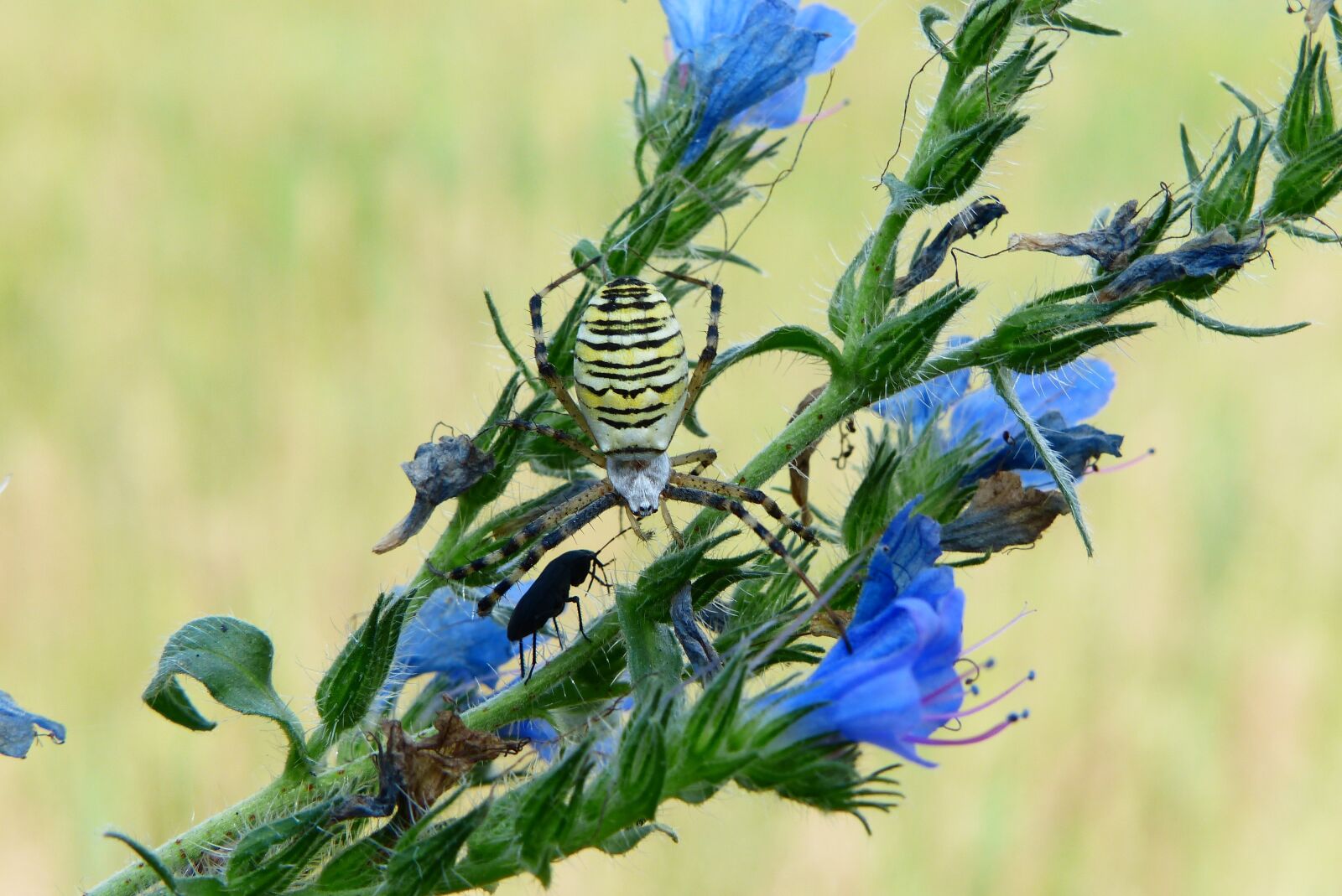 Panasonic Lumix DMC-FZ200 sample photo. Tygrzyk paskowany, arachnid, insect photography