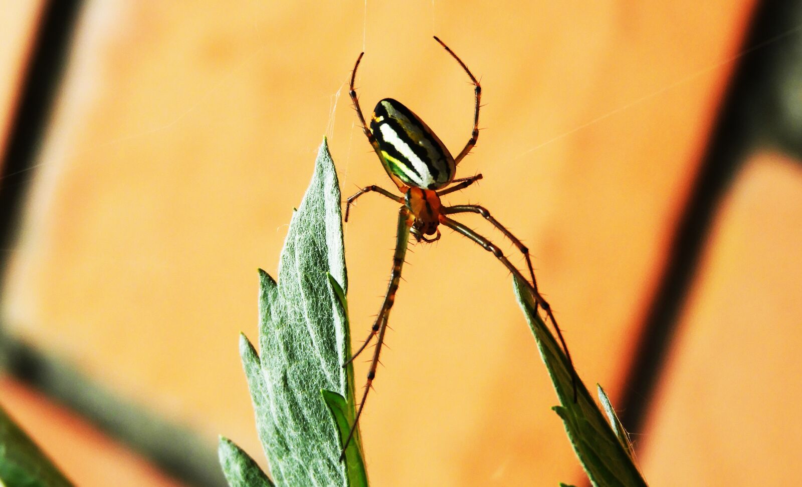 Nikon Coolpix B700 sample photo. Macro, arachnid, spider photography