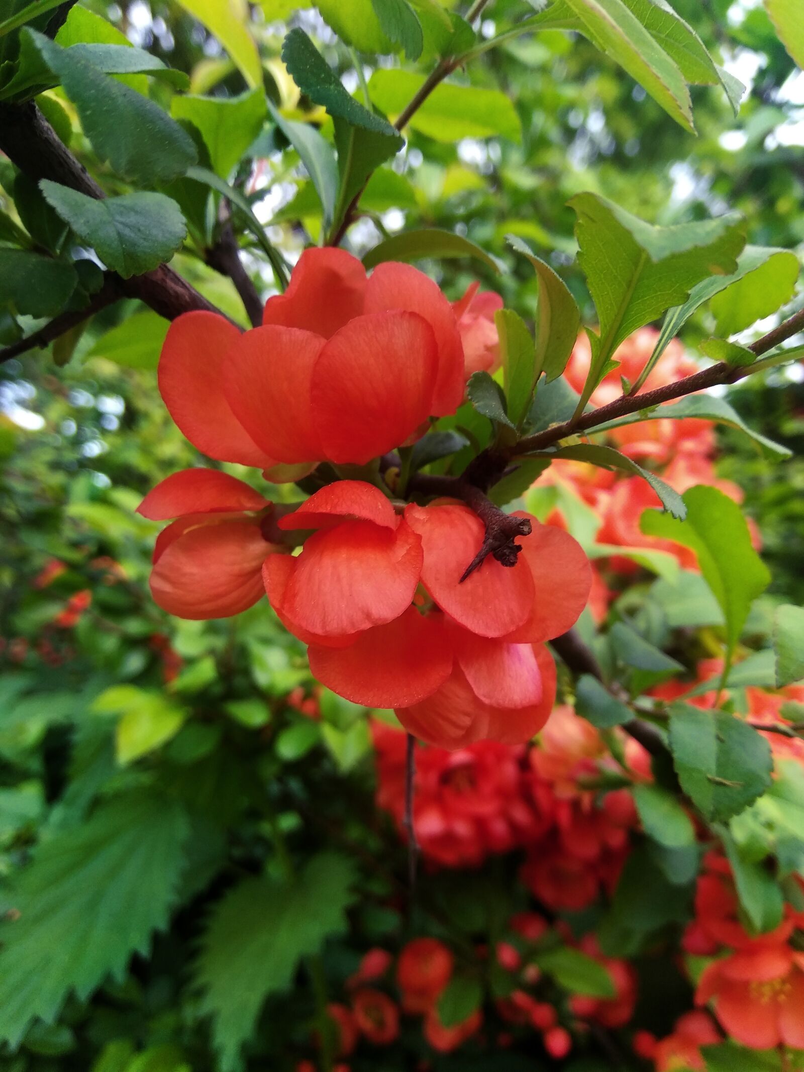 Xiaomi Redmi Note 4 sample photo. Shrub, flowers, inflorescences photography