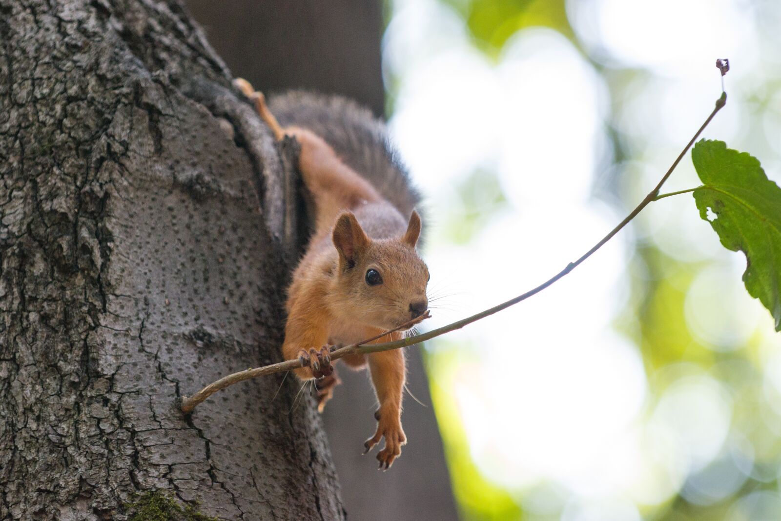 Nikon D3100 sample photo. Squirrel, tree, tail photography