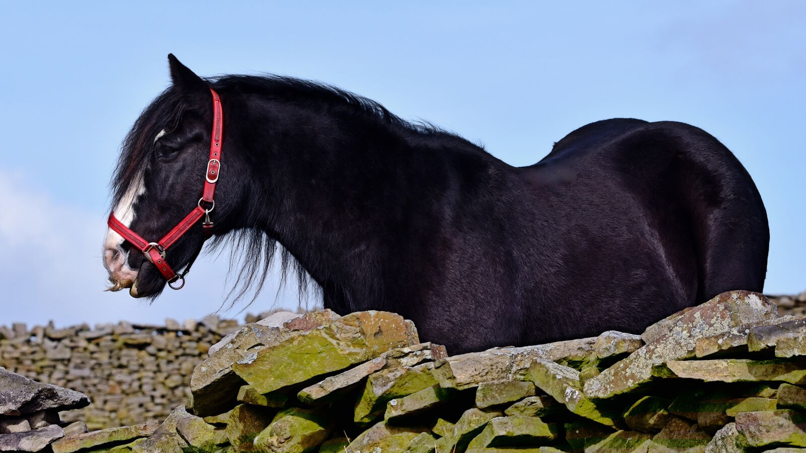 Nikon D7200 sample photo. Horse, farm, carthorse photography