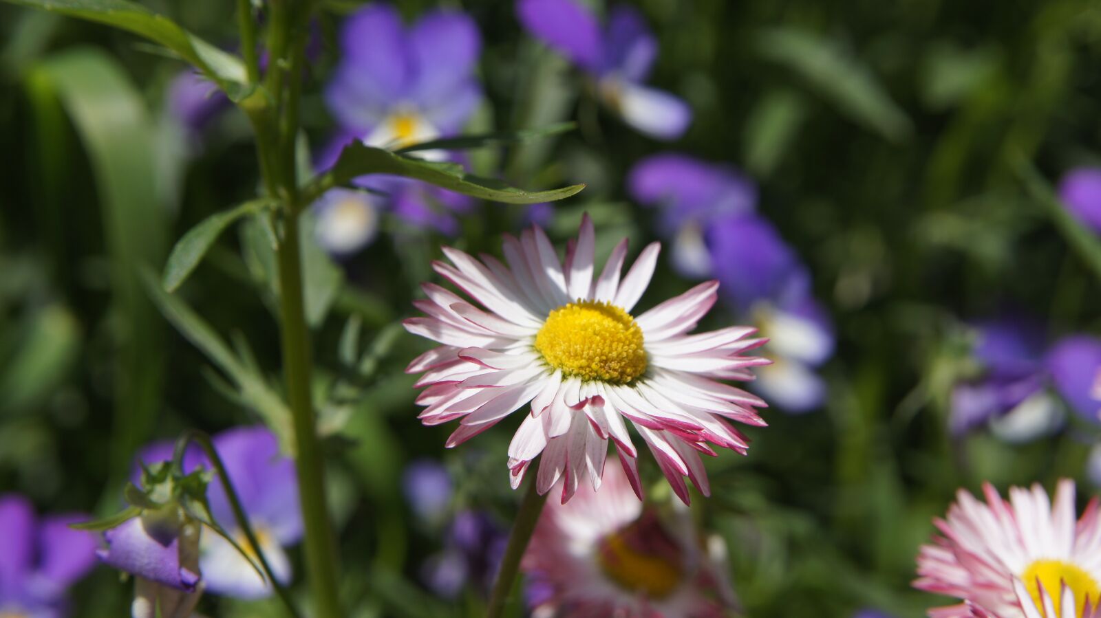 Sony SLT-A55 (SLT-A55V) sample photo. Daisy, flower, white photography
