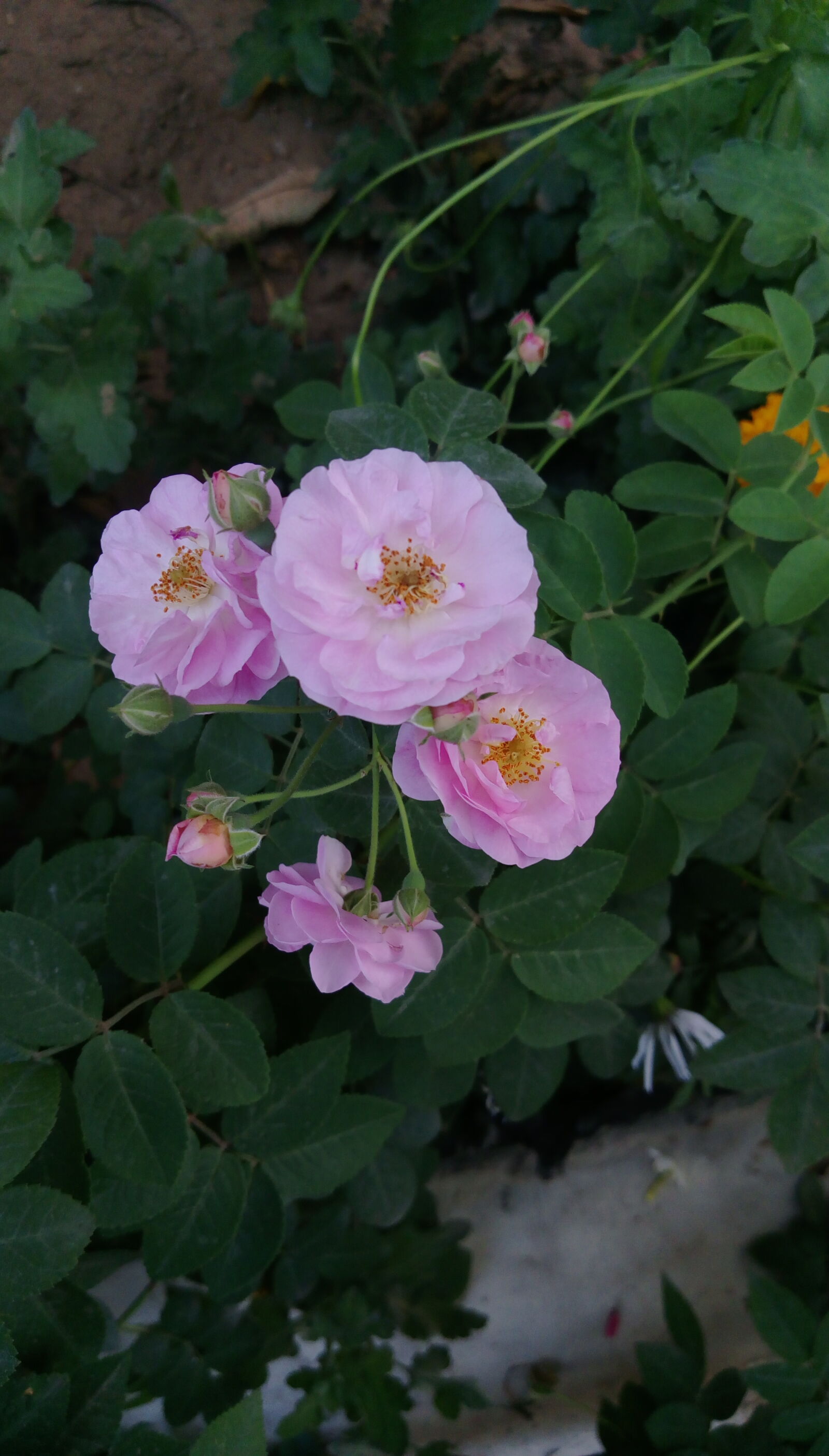 HTC DESIRE 828 DUAL SIM sample photo. Flower, rose photography