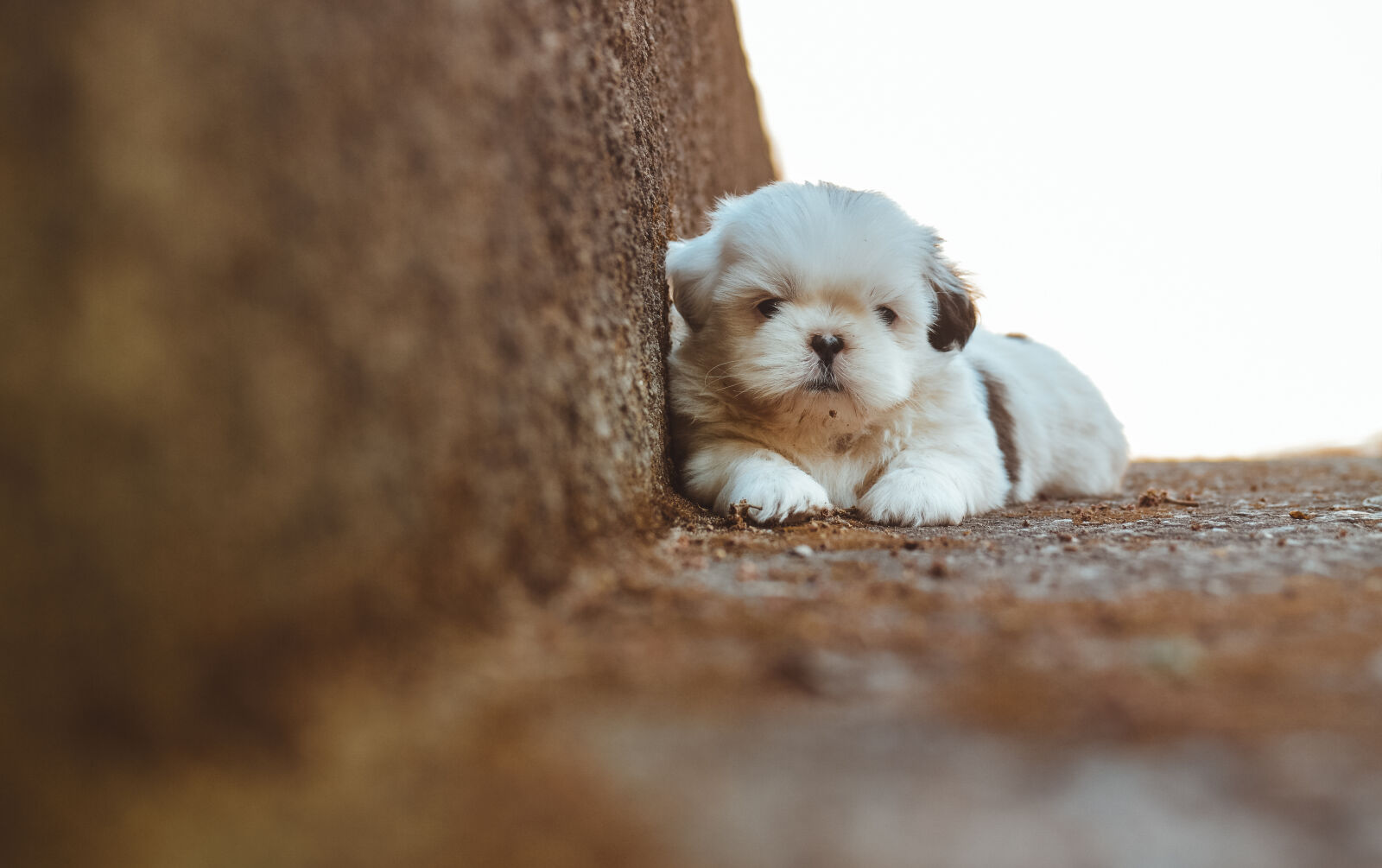 Nikon D3200 + Nikon AF-S DX Nikkor 35mm F1.8G sample photo. Adorable, animal, close, up photography
