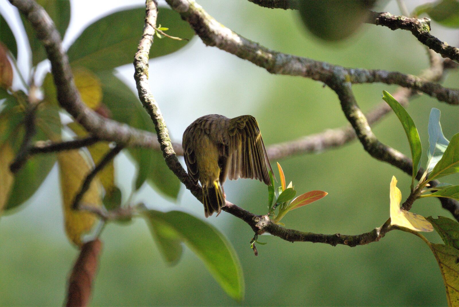 Sony SLT-A58 sample photo. Nature, ave, bird photography