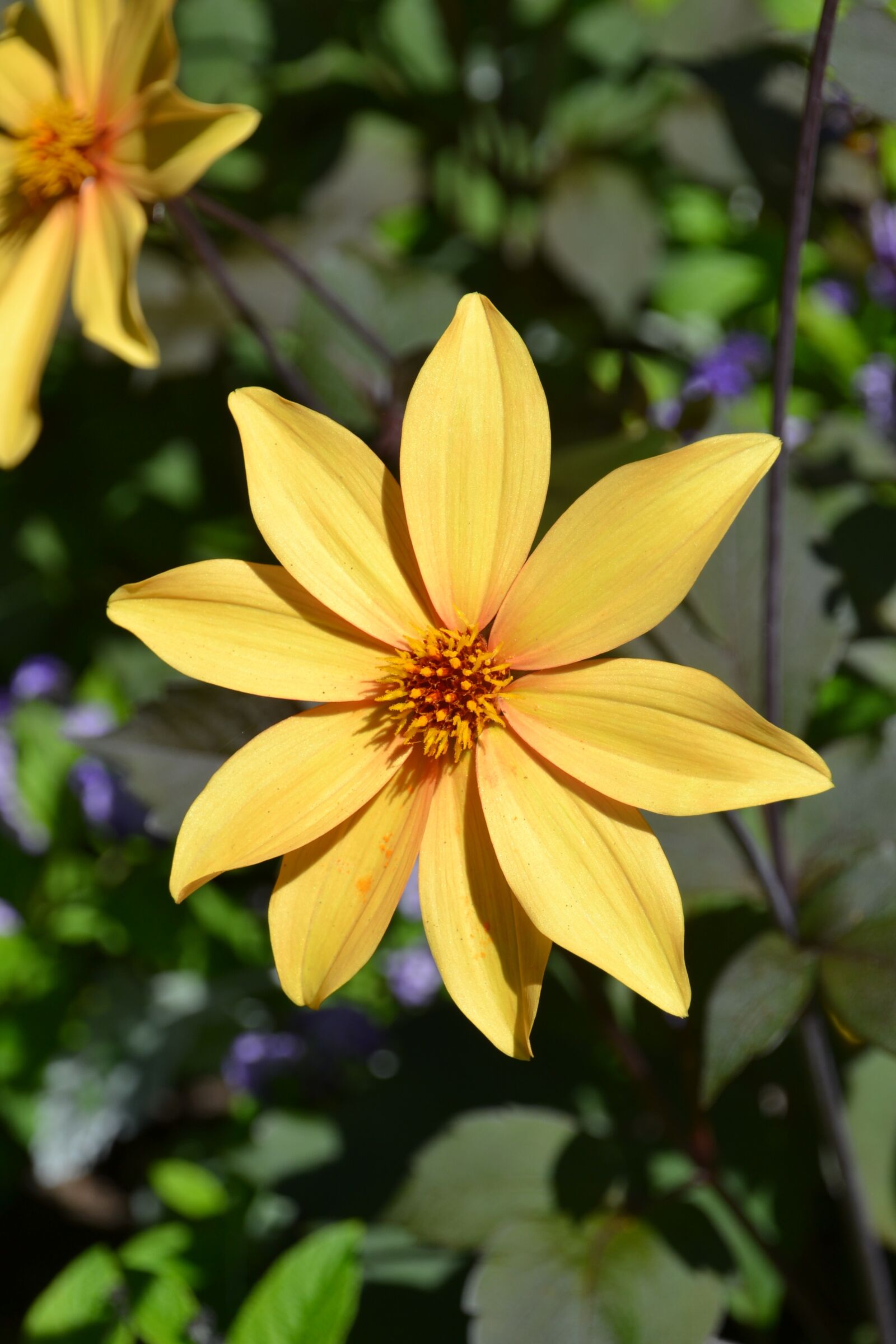 Nikon D3100 sample photo. Flower, yellow, blossom photography