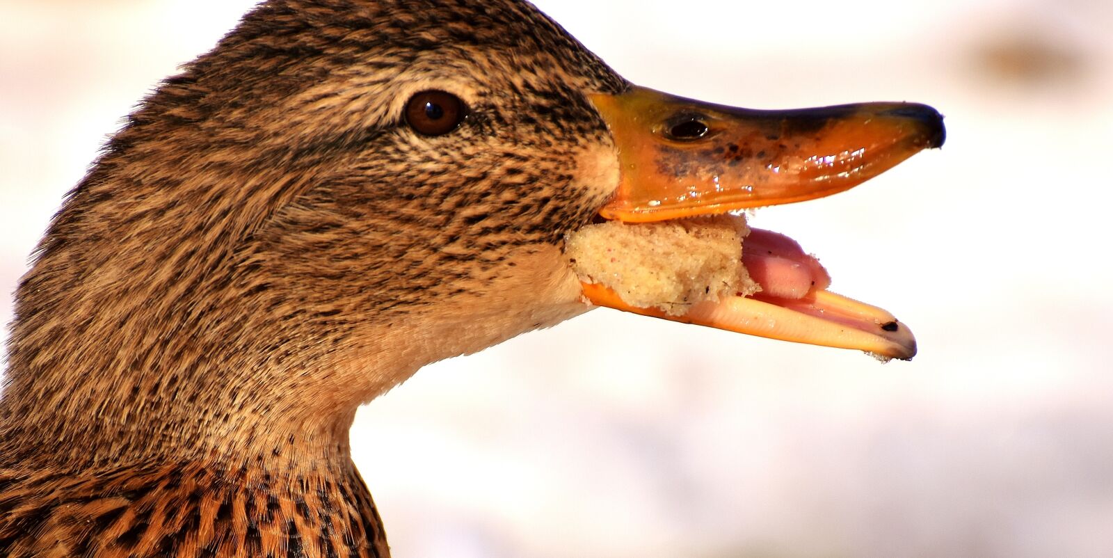 Nikon D7200 sample photo. Duck, mallard, eat photography