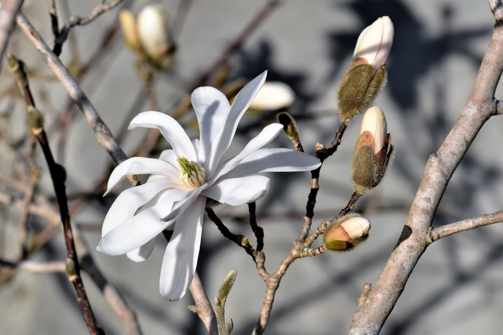 Nikon D5500 sample photo. Magnolia, white, bloom photography