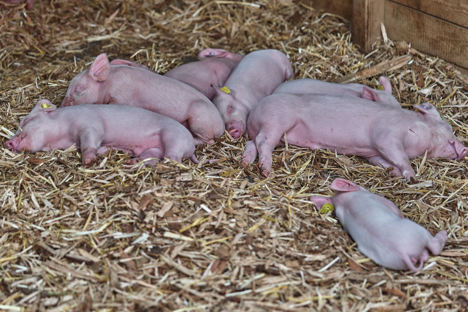 Sony FE 90mm F2.8 Macro G OSS sample photo. Pig, launchy, suckle photography
