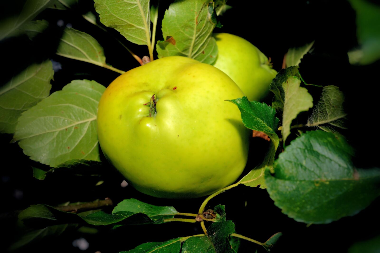 Sony a99 II + MACRO 50mm F2.8 sample photo. Apple tree, apple, green photography