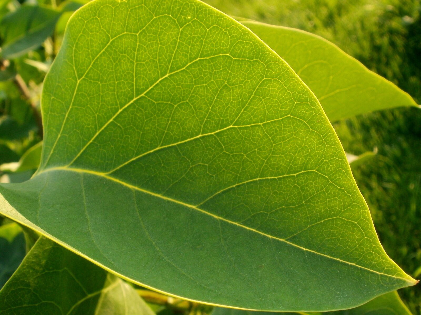 Olympus FE47,X43 sample photo. Sheet, greens, closeup photography