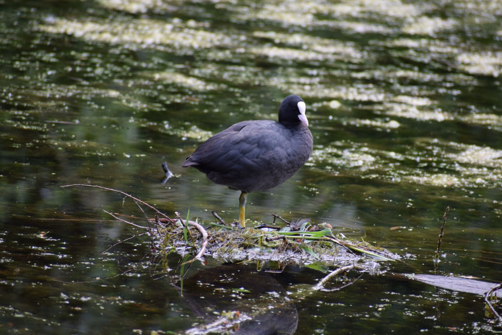 Nikon D5300 sample photo. Coot, waterfowl, nest photography