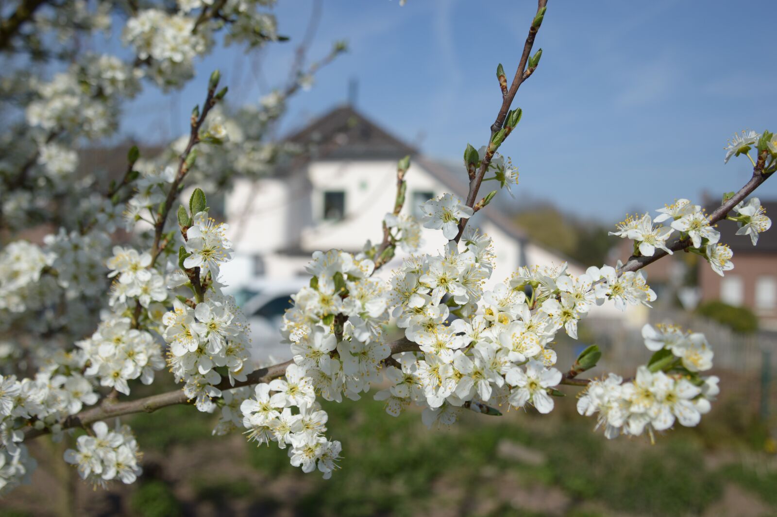 Nikon D3200 sample photo. Fruit tree blossom, mirabelle photography