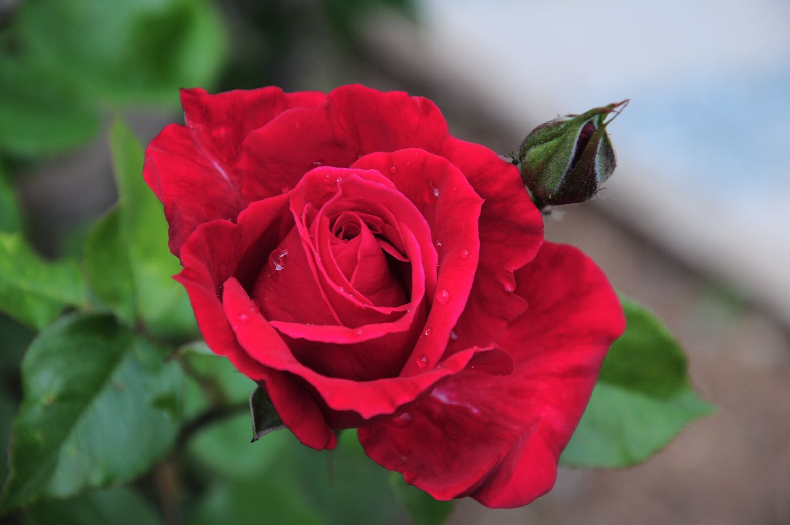 Nikon D90 sample photo. Rose, red rose, flower photography