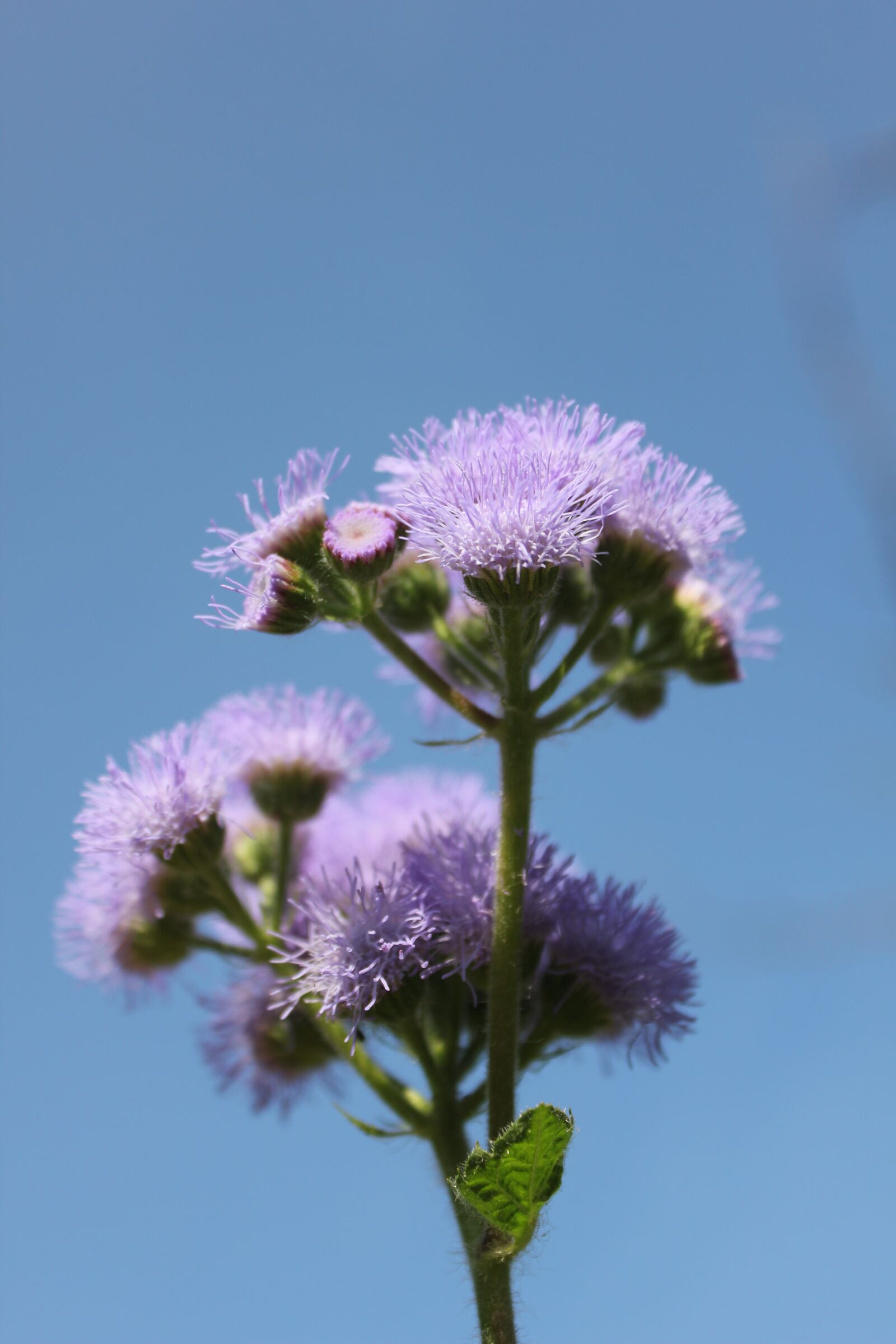 Canon EOS 550D (EOS Rebel T2i / EOS Kiss X4) sample photo. Flower, purple, purple flowers photography