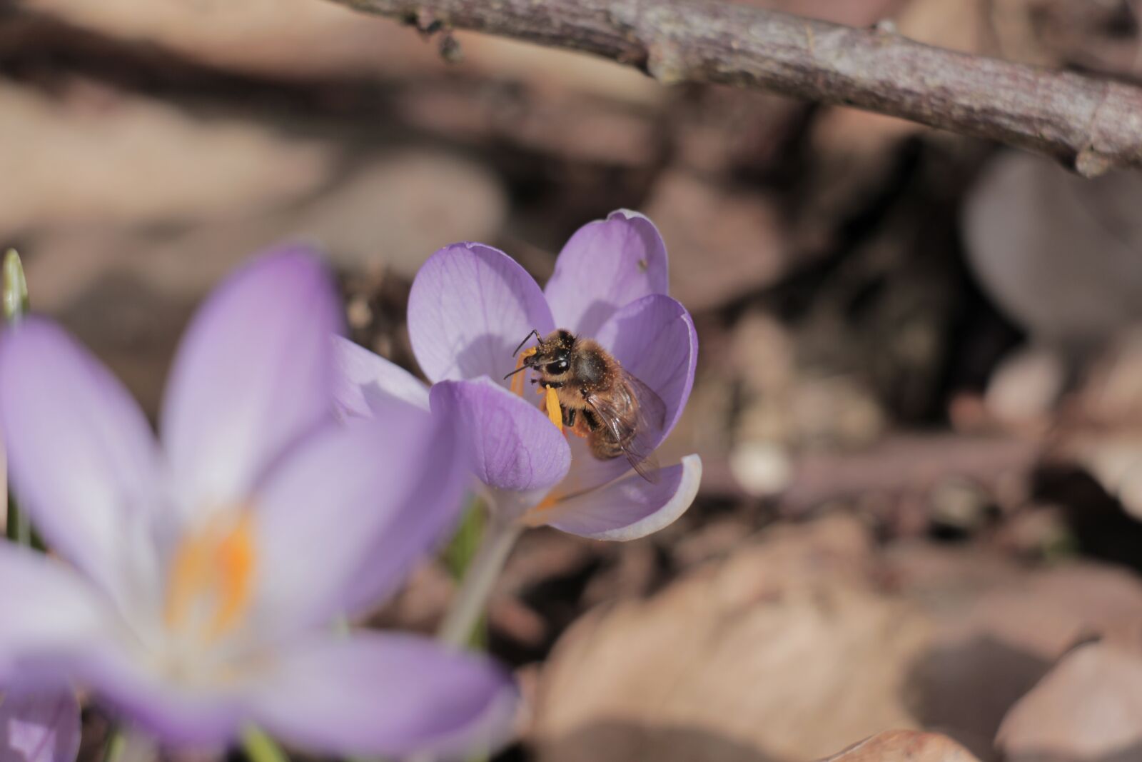 Canon EOS 700D (EOS Rebel T5i / EOS Kiss X7i) sample photo. Nature, flower, plant photography