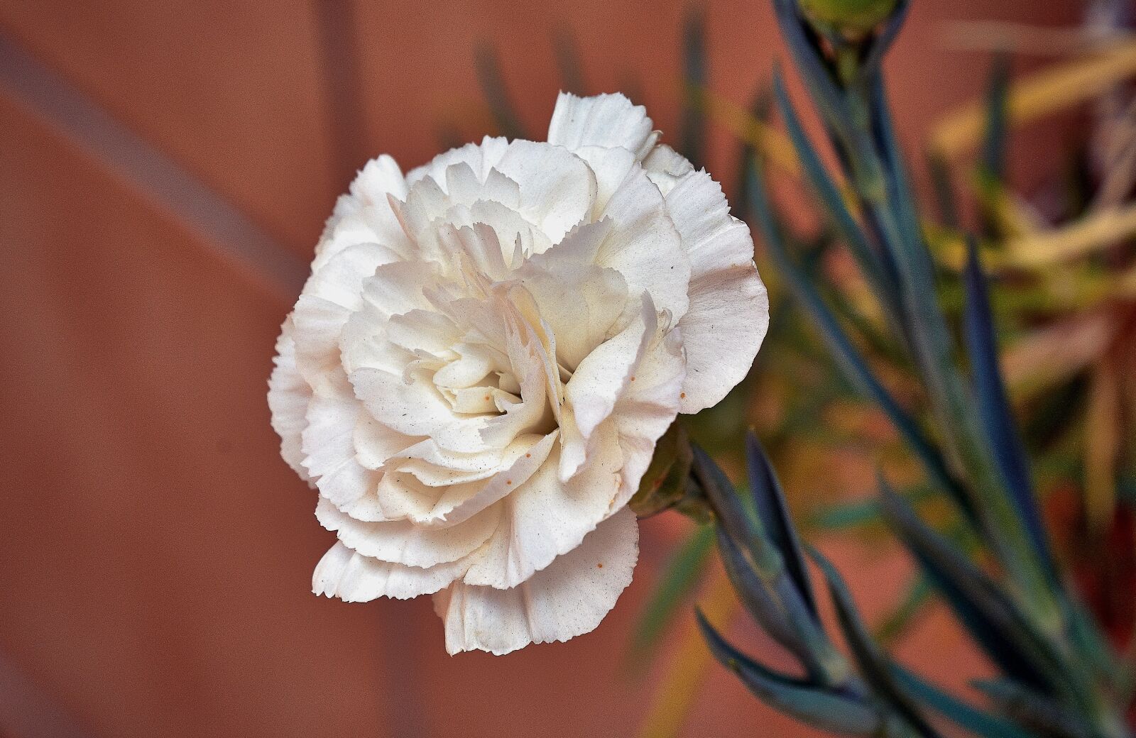 Nikon D7200 sample photo. White carnation, garden, carnations photography