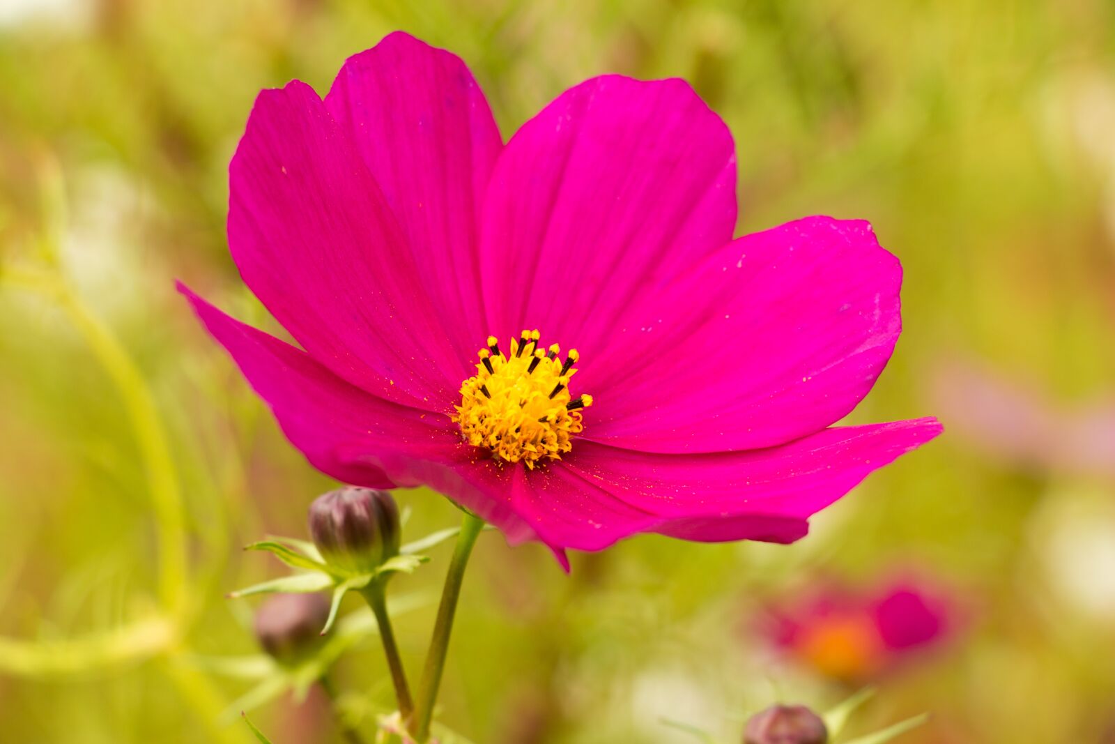 Canon EOS 70D sample photo. Pink flower, cosmos, kosmee photography